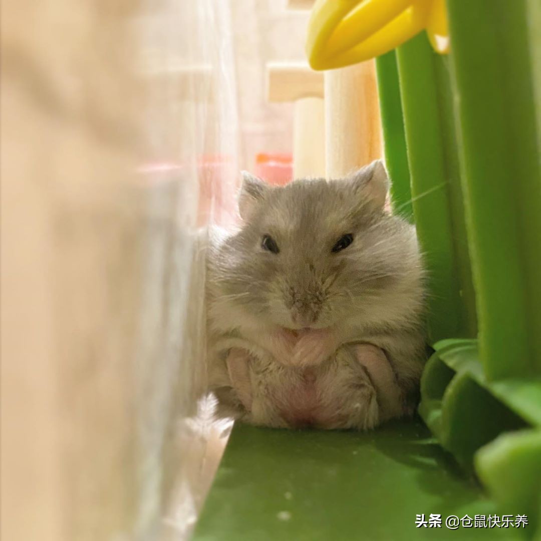 仓鼠缺衣少食谁的错？冬天快到了，请别让你家鼠鼠过得这么寒碜