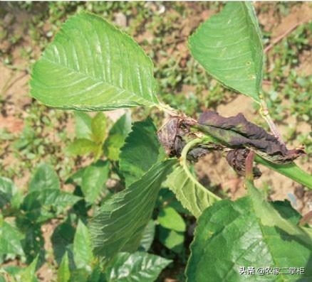 设施甜樱桃花期管理,樱桃种植技术及病虫害防治