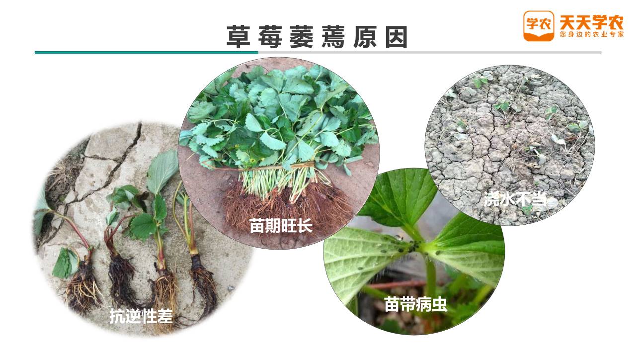 草莓定植后打蔫几天,草莓为什么会萎蔫