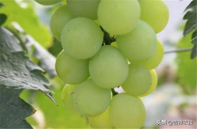 大青葡萄栽培方面的知识要点，你都会吗？来学学种植管理