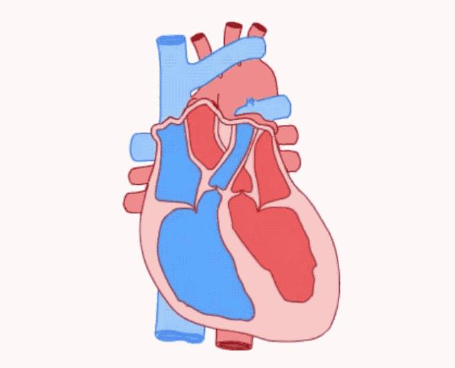 干细胞衰老,衰老造血干细胞