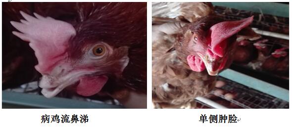 拿什么拯救你保健品,拿什么拯救你的鼻子