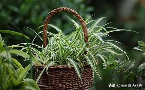 吊兰发软黄叶怎么办,吊兰软塌塌的怎么办