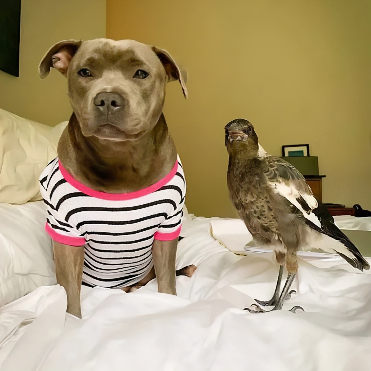 主人救了一只小狗,狗狗怀孕但是它有奶是不是难产