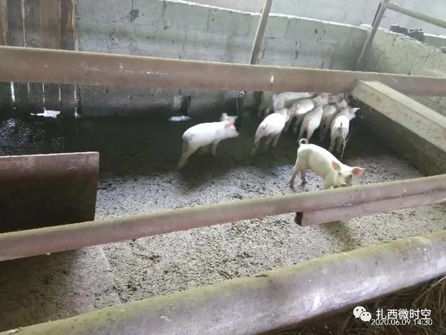 昭通|大河细长村民杨洪刚脱贫致富的那些事儿