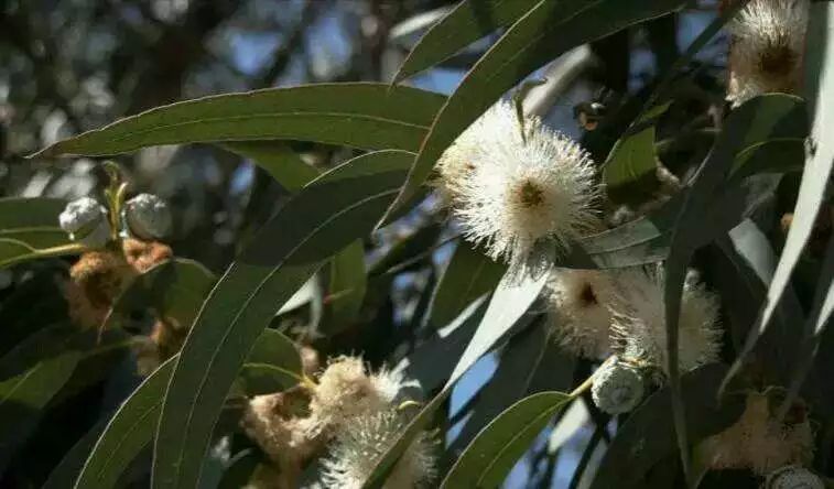 芳疗师零基础学习,纠结学纹绣还是学美容