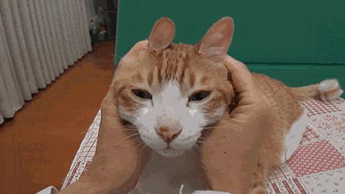 小心，猫咪露出肚皮让你撸，这其实是陷阱