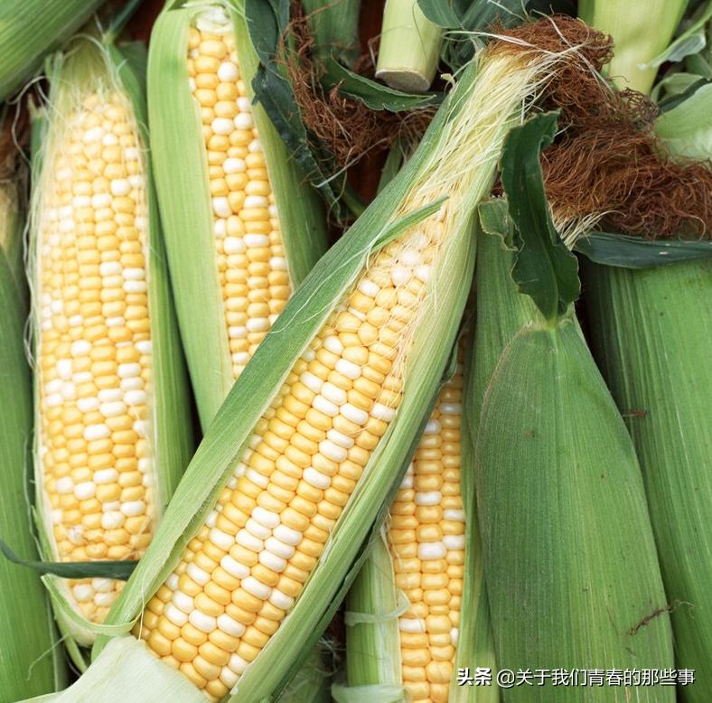 为什么玉米放了几天干瘪不甜了,如何避免玉米蒸熟变干瘪
