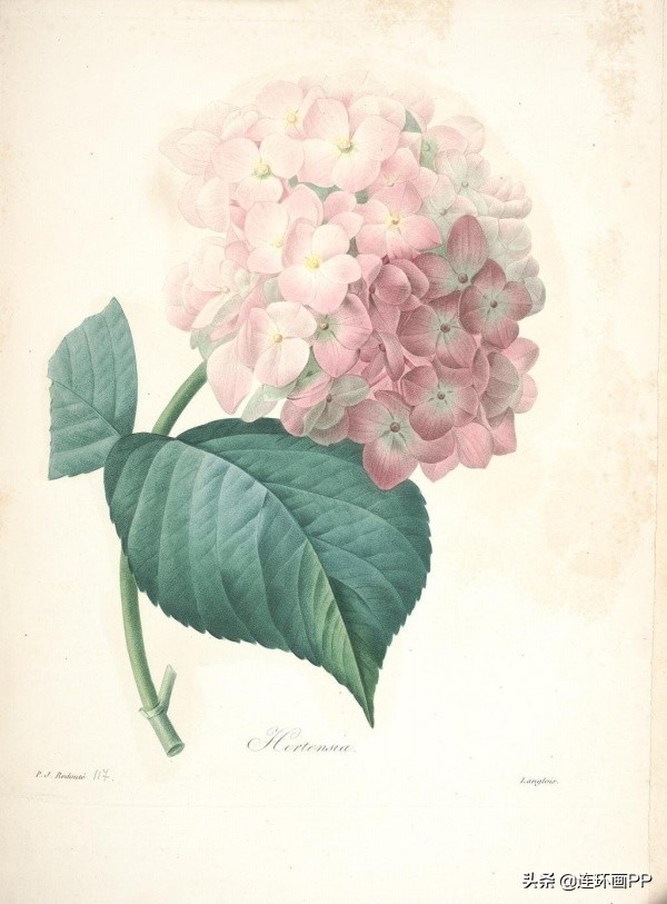 插画风简单的花手绘图片,唯美手绘田园插画图片大全