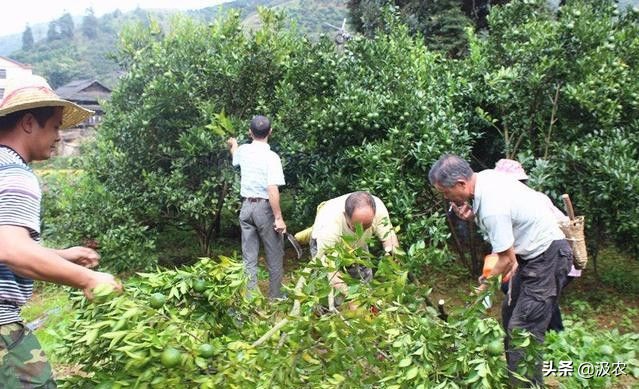 黄龙病对柑橘果园的危害,柑橘黄龙病根治方法