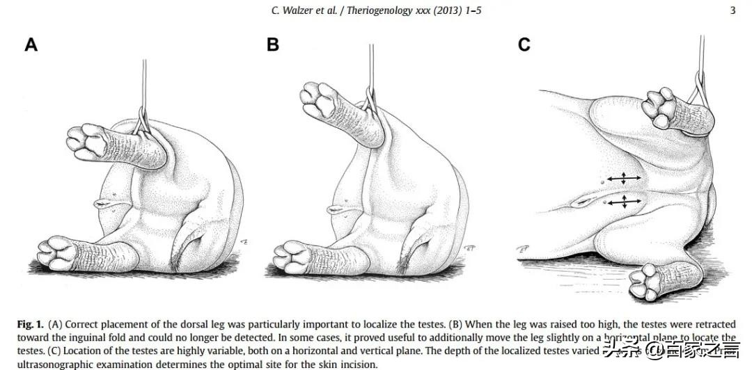 最强十大动物排名东北虎排位第一,有哪些动物能与东北虎一战