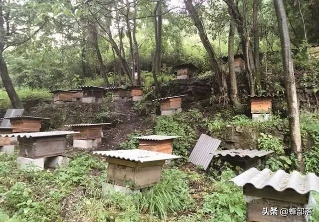 新手养蜂需要掌握哪些养蜜蜂技术,养殖蜜蜂前景如何