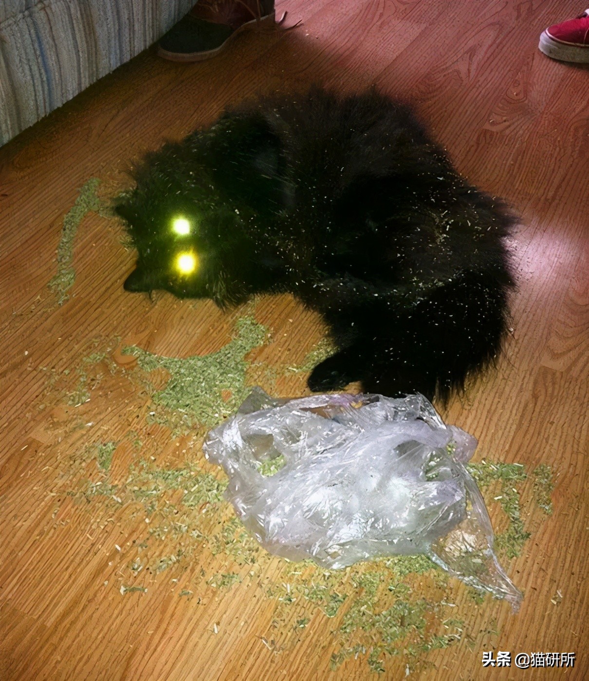 当猫咪第一次吸猫薄荷,猫咪会对薄荷过敏吗
