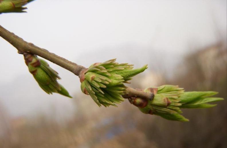 神农本草经中的药材图片,神农本草经高清彩图