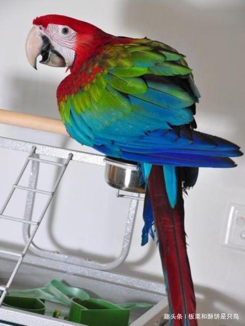 牡丹鹦鹉到底有多少种,可以饲养的牡丹鹦鹉有什么品种
