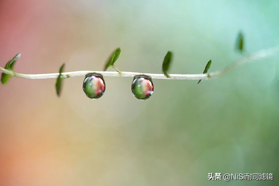 微距蚂蚁喝露水：曝轰动日本的摄影技能