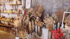 植物之美在于万物皆有情愫,植物之美有哪些