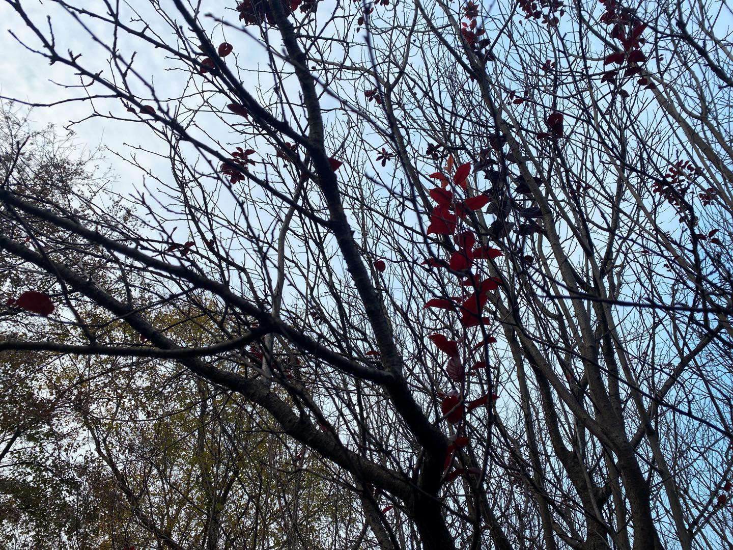 南京最适合夜晚的公园,南京周末户外打卡景点