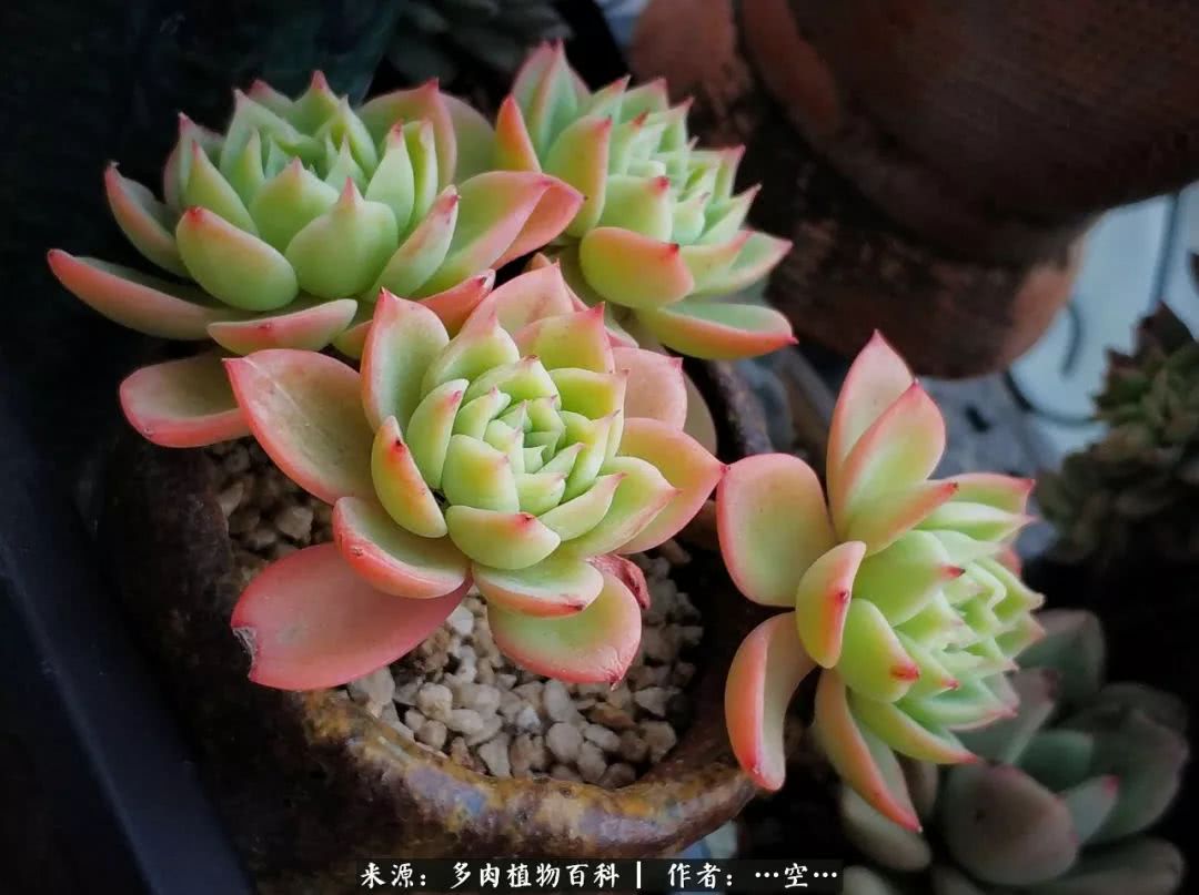 多肉之歌怎么写,多肉之歌