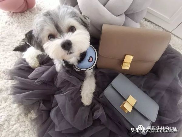 大家的包包和宠物，都太可爱了！