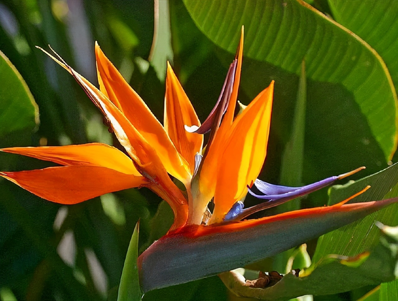 什么花适合扫墓献花,清明节扫墓送什么花比较合适
