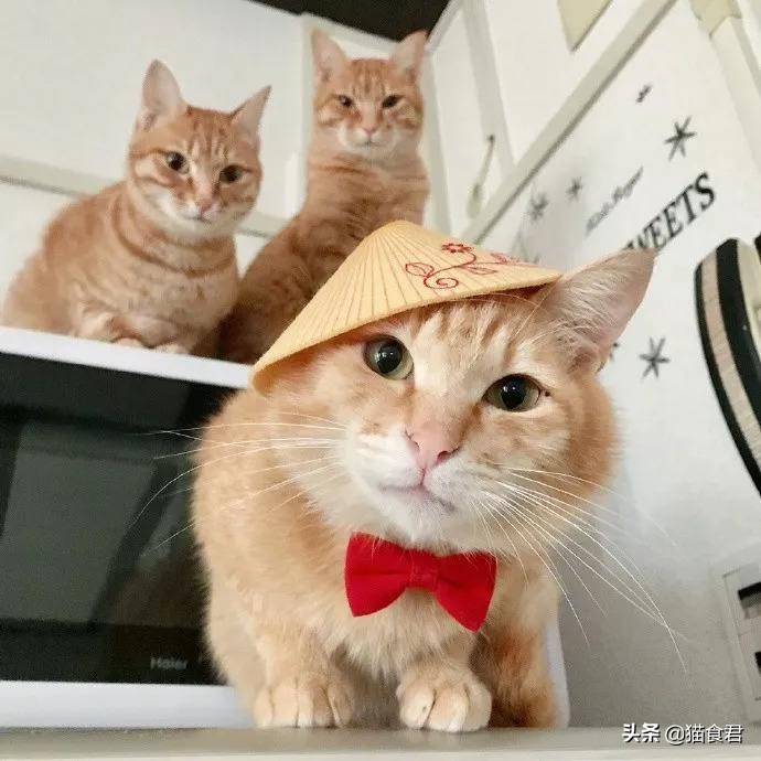 劝养猫的人别养两只猫,劝养猫的朋友都别养两只猫