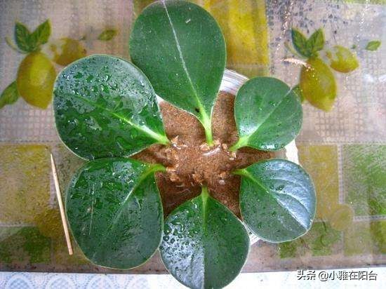 养碧玉叶子上可以喷水吗,养碧玉能养成独棵老桩吗