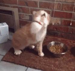 福懋动物医院厦门,福懋宠物医疗中心解放桥分院