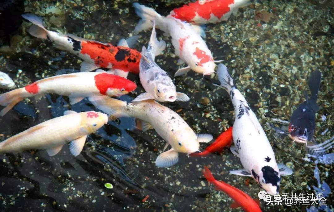 鱼穿孔病用什么药,鱼穿孔病的防治