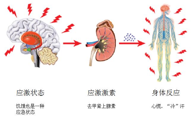 突然饿得慌是怎么回事,饿得慌了心慌哆嗦是怎么回事