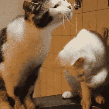 猫咪能明白人在哭吗,猫咪长大了一点为什么还总是叫