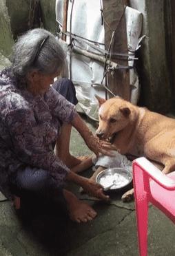 奶奶用勺子强行给狗喂饭,狗狗不吃饭奶奶亲自用勺子喂狗吃