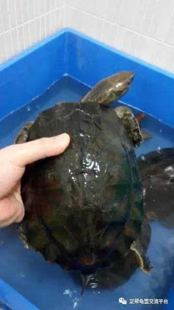 半水龟缸细致讲解,半水龟造景生态缸入门