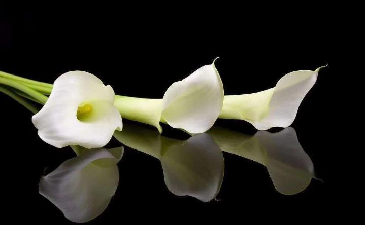 彩色马蹄莲怎么养爱开花图片,彩色马蹄莲夏季的养殖方法