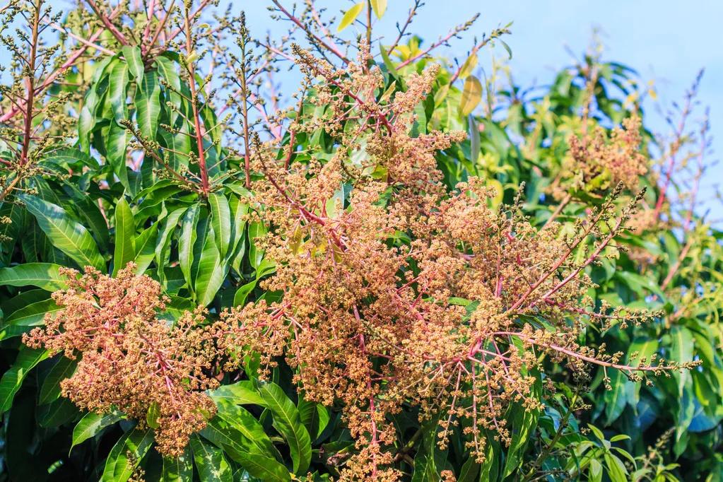 芒果第一年结果第二年不结果了吗,芒果开了很多花结果少是什么原因