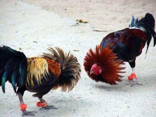 山海经都有哪些动物被证实存在,如果山海经的异兽真的存在