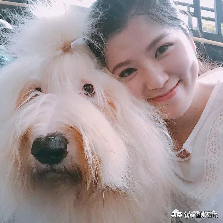 曼谷BigDogCafe|想把每一只狗狗偷偷打包带回家！