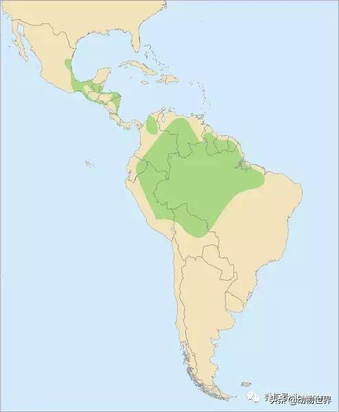 飞翔的彩虹鸟,飞翔的鹦鹉绿幕素材