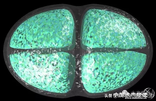 水产藻类大全图片,水产藻类知识大全