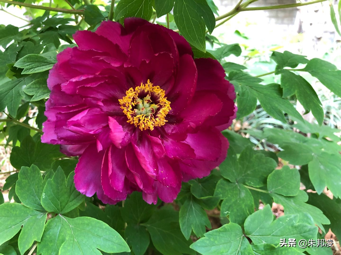 比什么都别和中信国安比有钱？如今负债1558亿，让债主别*债追**