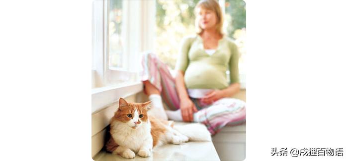 怀孕不建议养猫狗吗,怀孕不能养宠物原因及正确观念