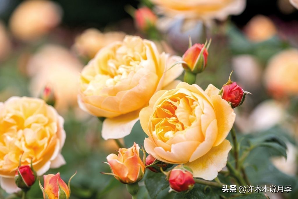 月季叶子发黄别让月季枯萎在手里,月季为什么长着黄叶死掉