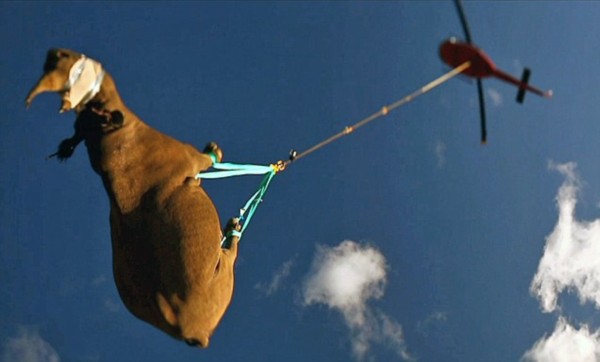 三米长的眼镜王蛇闯入家里,眼镜王蛇爬到家门口是什么征兆