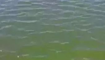 池塘浓黑水怎样调节水质,池塘水质浑浊怎么调节