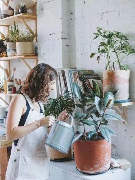 绿植养护植物死了怎么办,绿植为什么在家里养就死了