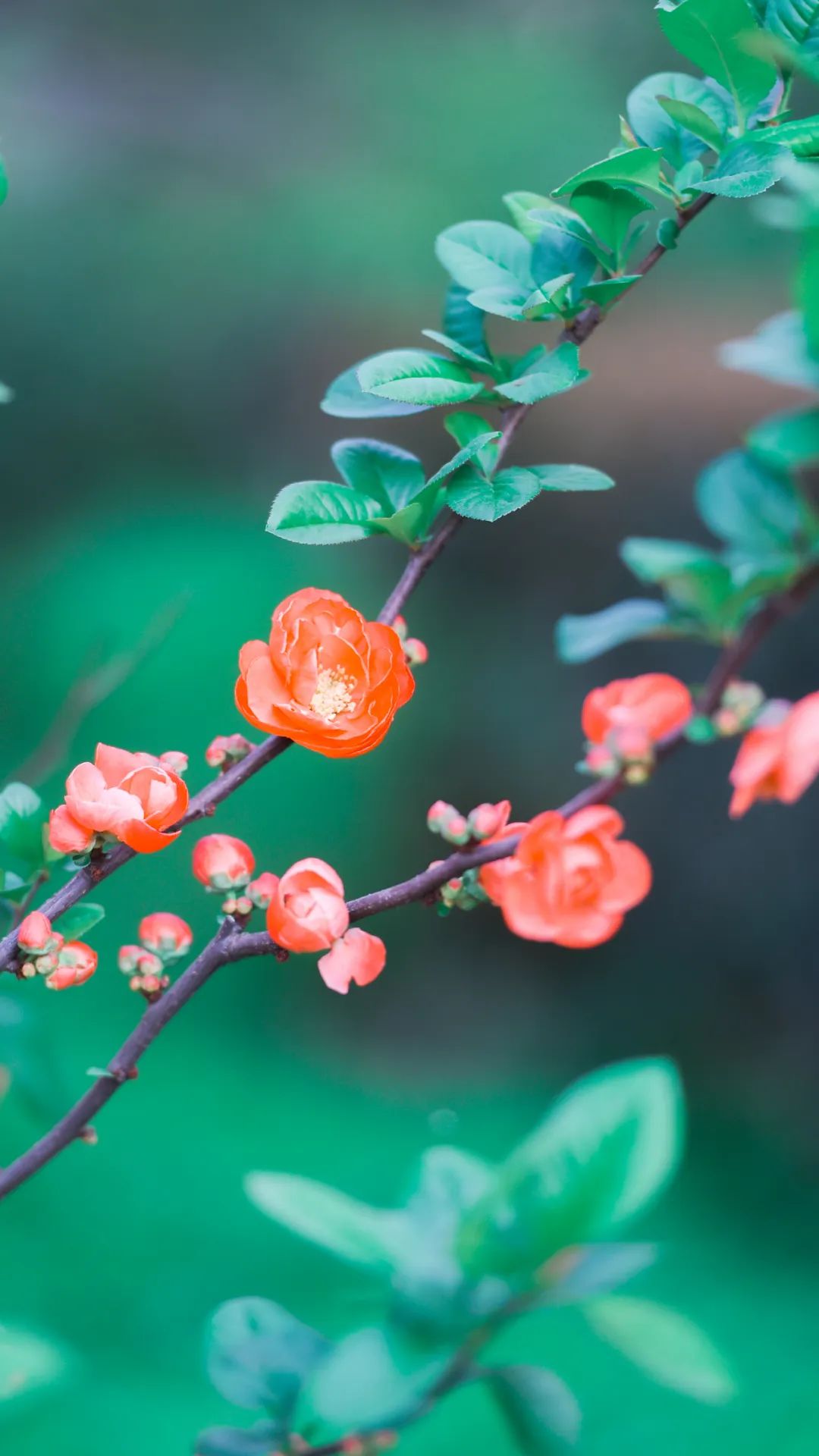 黄鹤楼细支神秘花园,黄鹤楼神秘花园
