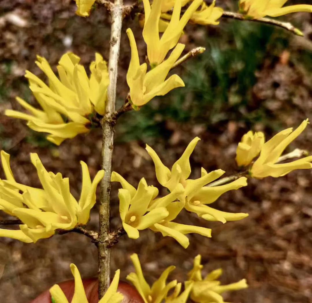 中药连翘治病配方,连翘古今论述
