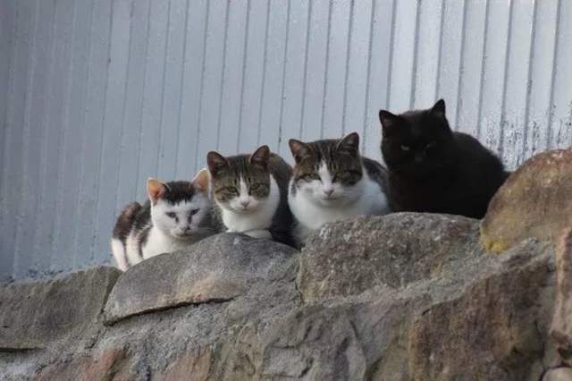 日本猫岛撸猫必备短片,日本东京免费撸猫的地方