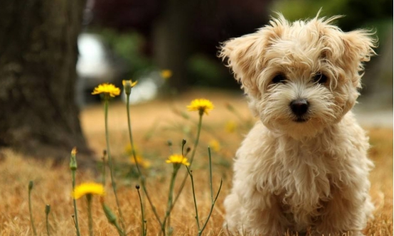 狗狗心力衰竭严重能活多久,狗狗心力衰竭的临床表现