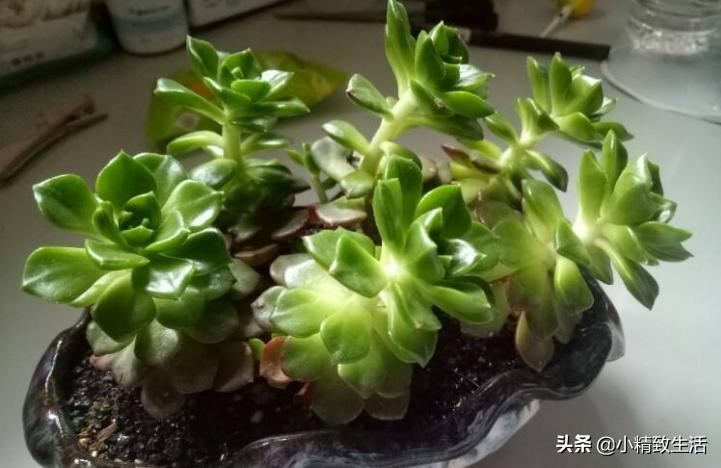盘点6种适合秋天养的多肉,适合一年四季阳台养的多肉植物
